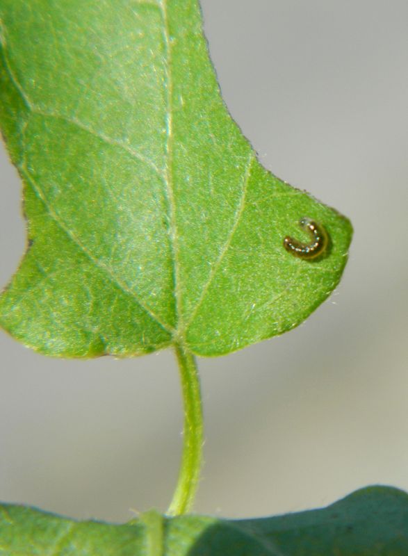 Bruco di Thyris fenestrella e domanda